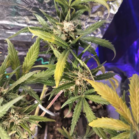 Candyfloss Auto hybrid  growlog timeline photo