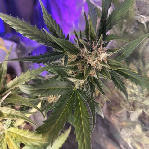 Candyfloss Auto hybrid  growlog timeline photo