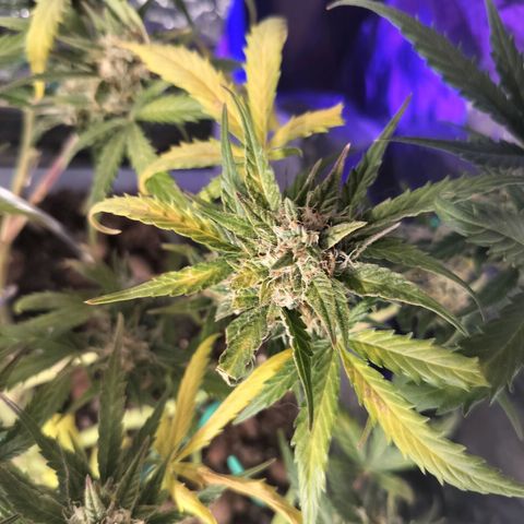 Candyfloss Auto hybrid  growlog timeline photo