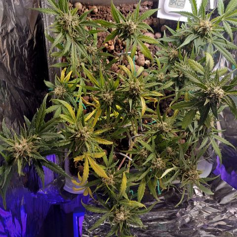 Candyfloss Auto hybrid  growlog timeline photo