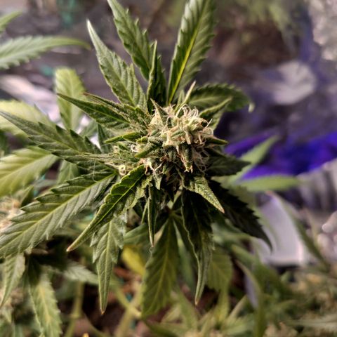Candyfloss Auto hybrid  growlog timeline photo