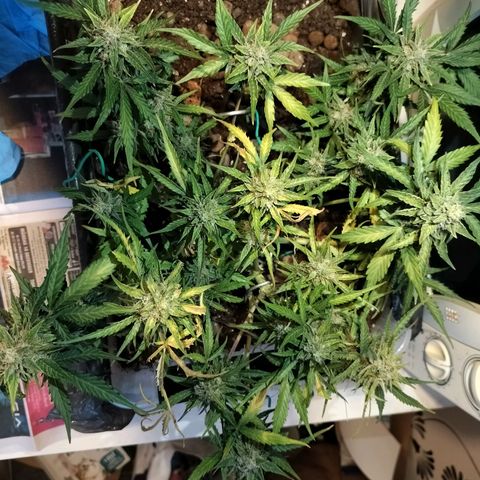 Candyfloss Auto hybrid  growlog timeline photo