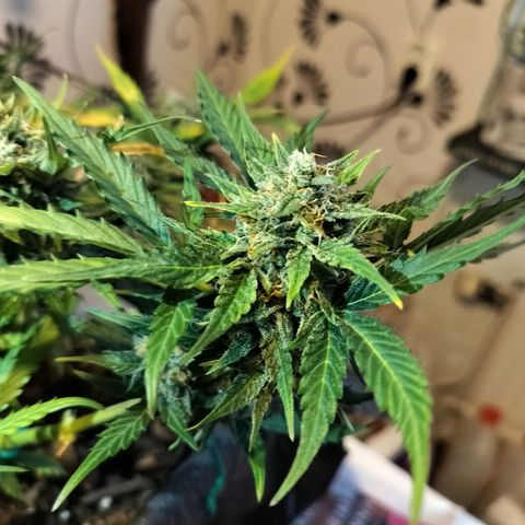 Candyfloss Auto hybrid  growlog timeline photo