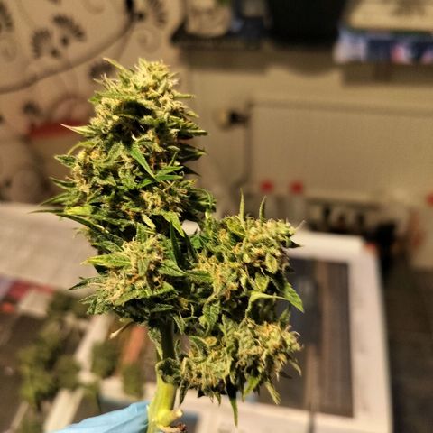 Candyfloss Auto hybrid  growlog timeline photo