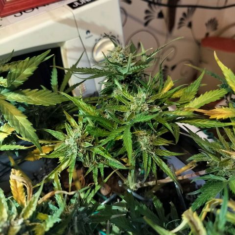 Candyfloss Auto hybrid  growlog timeline photo