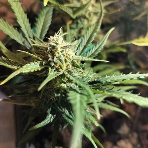 Candyfloss Auto hybrid  growlog timeline photo