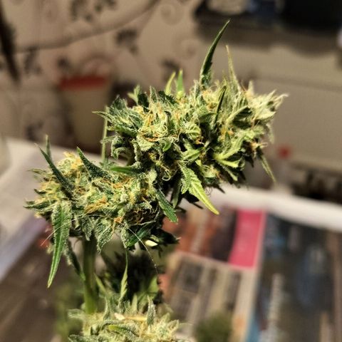 Candyfloss Auto hybrid  growlog timeline photo