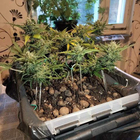 Candyfloss Auto hybrid  growlog timeline photo