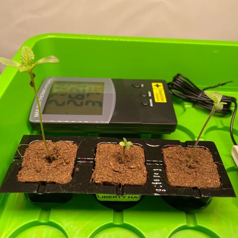 Liberty Haze growlog timeline photo