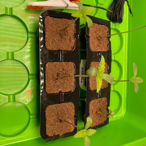 Green Gelato growlog timeline photo