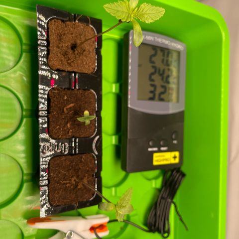 Liberty Haze growlog timeline photo