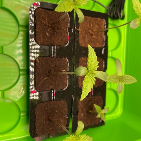 Green Gelato growlog timeline photo