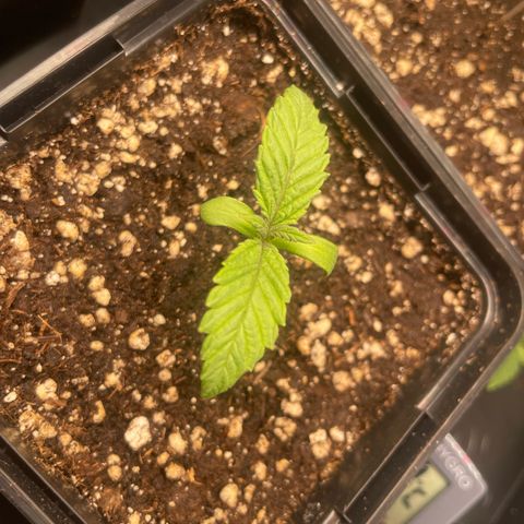 Green Gelato growlog timeline photo