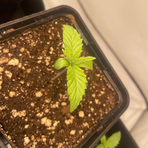 Green Gelato growlog timeline photo