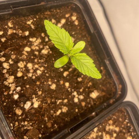 Liberty Haze growlog timeline photo