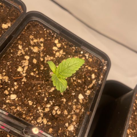 Liberty Haze growlog timeline photo