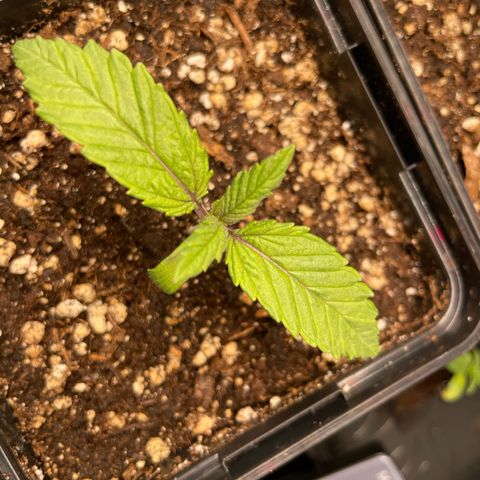 Green Gelato growlog timeline photo