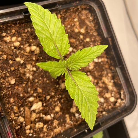 Green Gelato growlog timeline photo