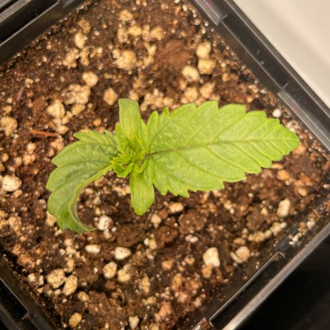 Liberty Haze growlog timeline photo