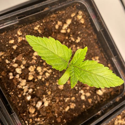 Liberty Haze growlog timeline photo