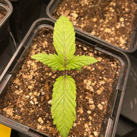 Green Gelato growlog timeline photo