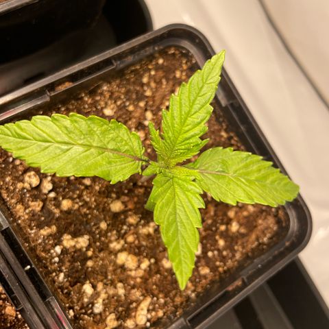 Green Gelato growlog timeline photo
