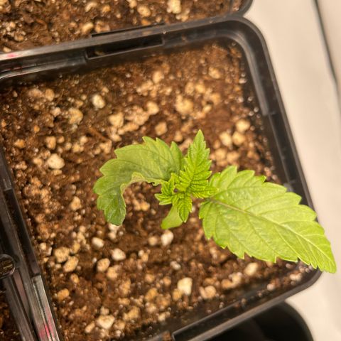 Liberty Haze growlog timeline photo