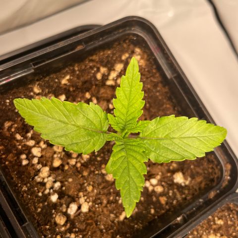 Liberty Haze growlog timeline photo