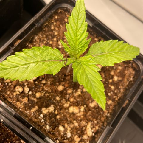 Green Gelato growlog timeline photo