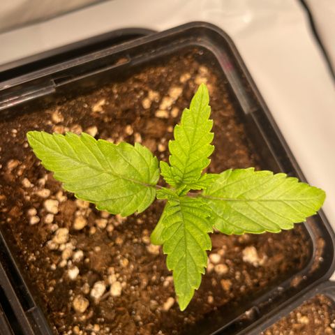 Liberty Haze growlog timeline photo