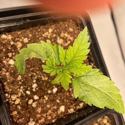Liberty Haze growlog timeline photo