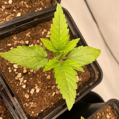 Liberty Haze growlog timeline photo