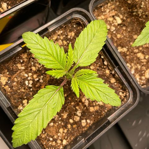 Green Gelato growlog timeline photo