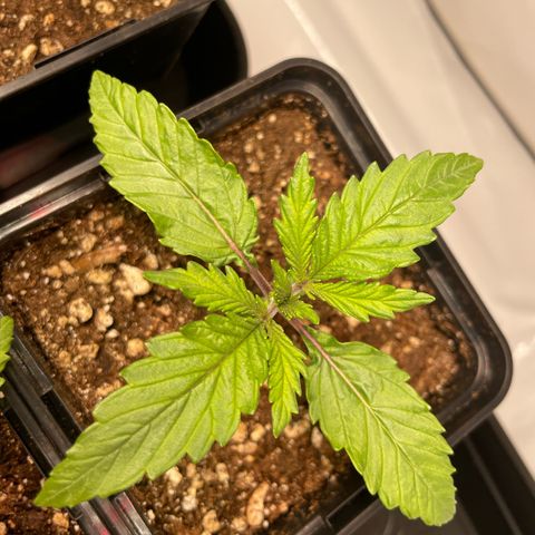 Green Gelato growlog timeline photo
