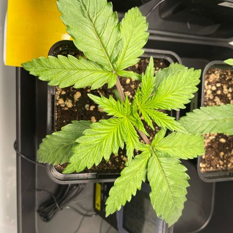 Green Gelato growlog timeline photo