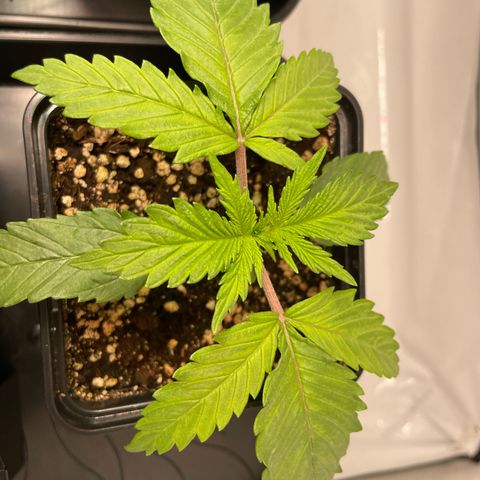 Green Gelato growlog timeline photo