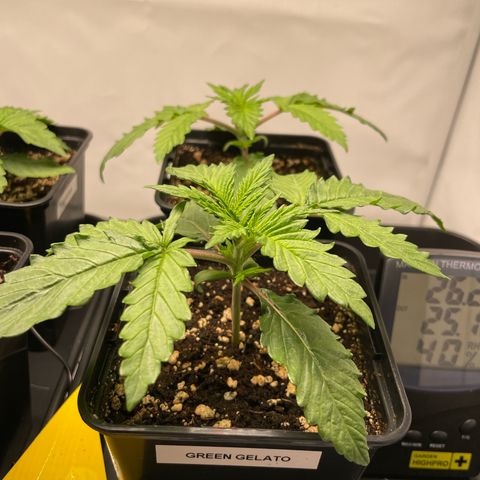 Green Gelato growlog timeline photo