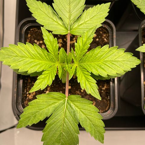 Liberty Haze growlog timeline photo