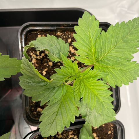 Liberty Haze growlog timeline photo