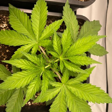 Liberty Haze growlog timeline photo