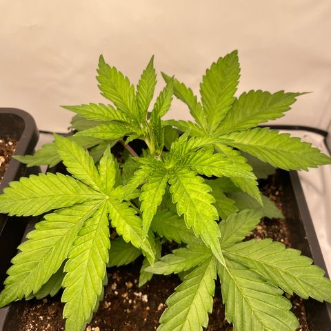 Liberty Haze growlog timeline photo