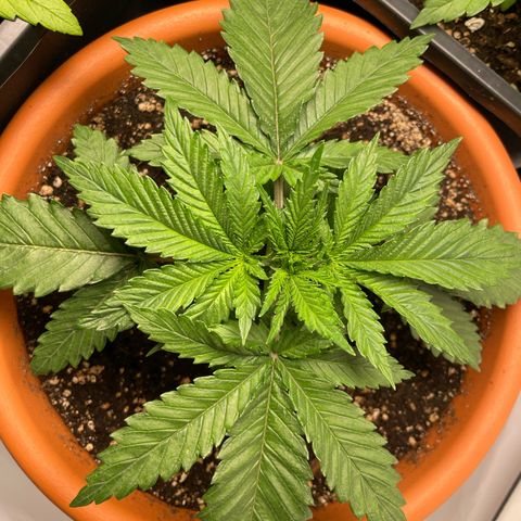 Green Gelato growlog timeline photo