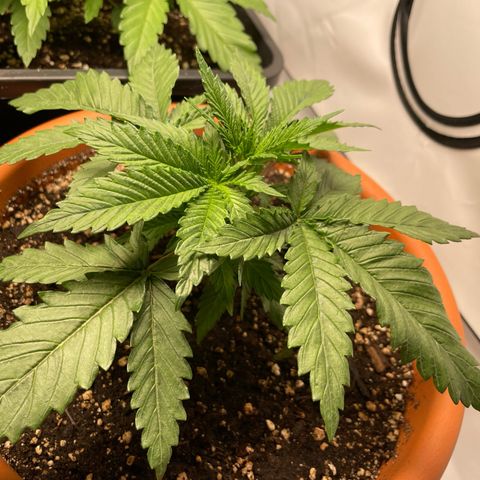 Green Gelato growlog timeline photo
