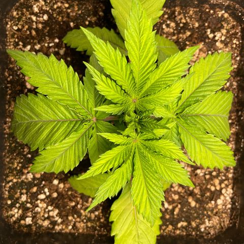 Green Gelato growlog timeline photo