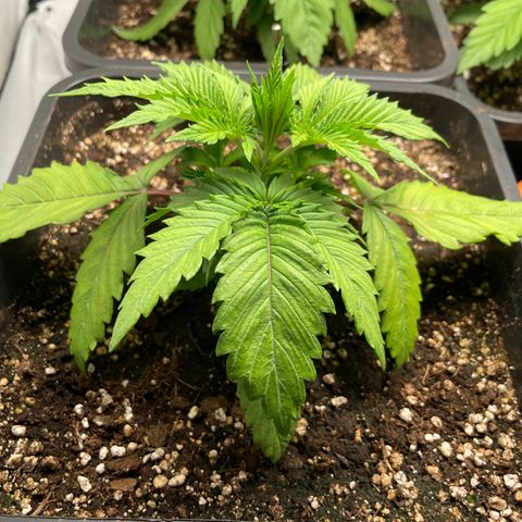 Green Gelato growlog timeline photo