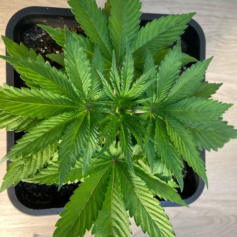 Green Gelato growlog timeline photo