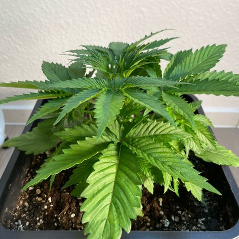 Green Gelato growlog timeline photo
