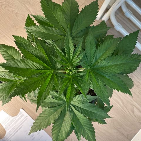 Liberty Haze growlog timeline photo
