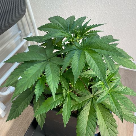 Liberty Haze growlog timeline photo