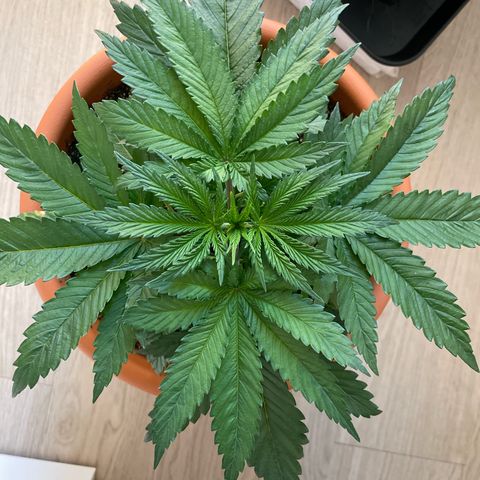 Green Gelato growlog timeline photo